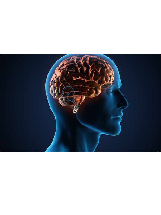 How Our Services Support Cognitive Vitality and Nervous System Health
