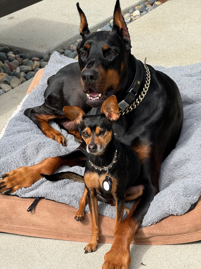 🐾 A Note From Our Wellness Paw-fessionals