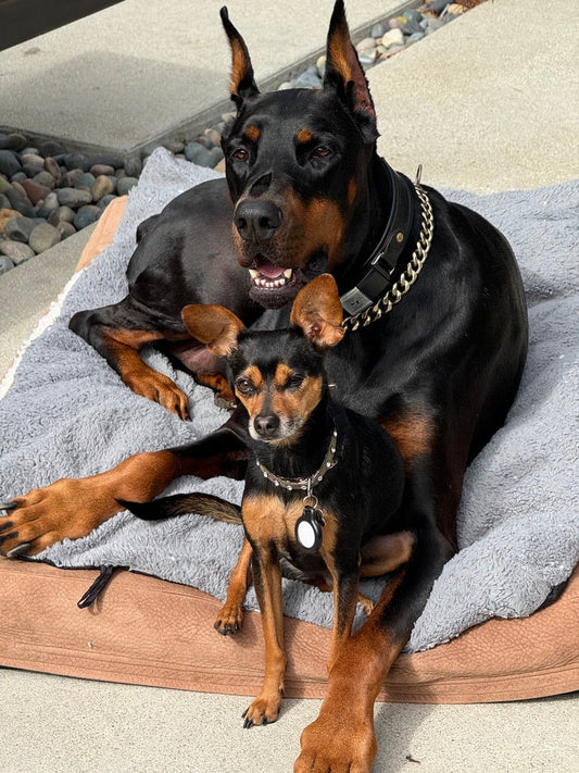 🐾 A Note From Our Wellness Paw-fessionals